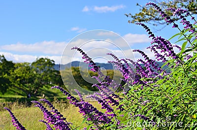Purple sage and landscape of Kamo riverside Kyoto Japan Stock Photo