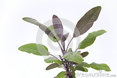 Purple sage leaves Stock Photo
