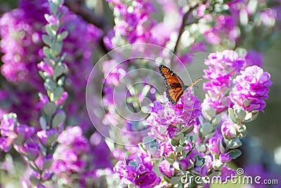 Purple Sage Queen Butterfly Stock Photo