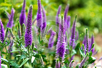 Purple Salvia Perennial Butterfly Flower Stock Photo