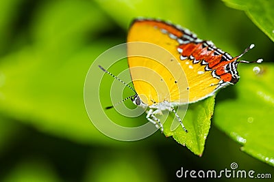 Purple Sapphire's caterpillars butterfly on green leaf Stock Photo