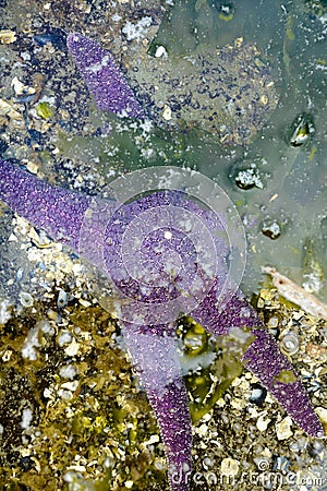 Purple Sea Star starfish partially submerged in tidepool water, British Columbia, Canada. Stock Photo