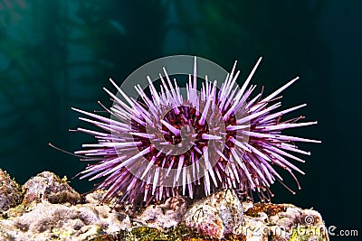 Purple sea urchin Stock Photo