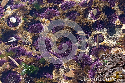 Purple sea urchins Stock Photo