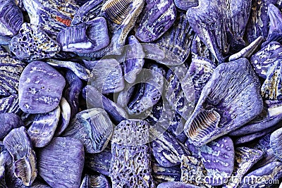 Purple seashells close-up, fragments of Barrier reef of Australia Stock Photo