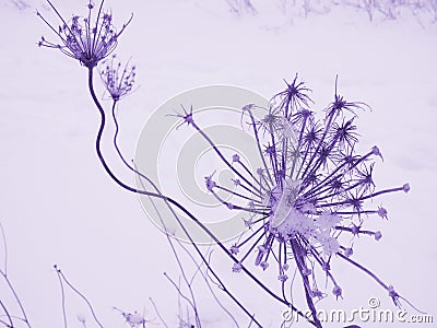 Purple Seed Pods Stock Photo