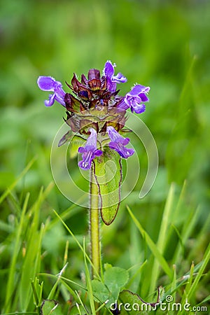 Purple Self Heal Flower on the Lawn Stock Photo