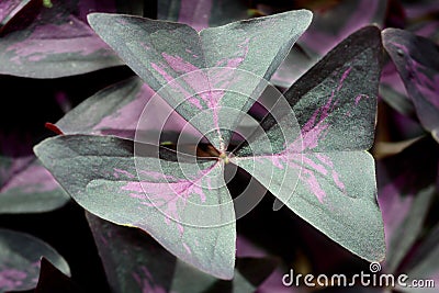 Purple Shamrock (Oxalis regnellii atropurpurea) Stock Photo