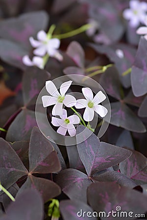 Purple shamrock Stock Photo