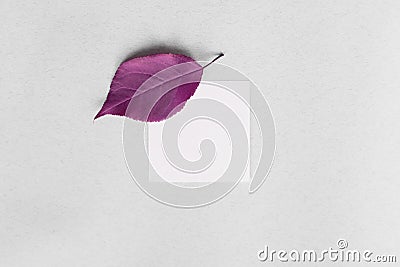 Purple sheet on white paper. Stock Photo