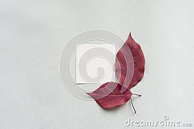 Purple sheet on white paper. Stock Photo