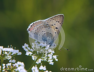 Purple-shot copper butterfly on the beacked chervil flowers on green background. Stock Photo