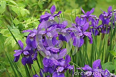 Purple Siberian iris blooms perch on tall stems after a spring shower Stock Photo