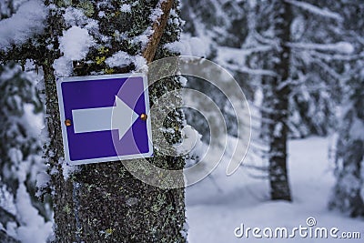 Purple sign with arrow pointing right. Trail marker on a tree in a snowy forest Stock Photo