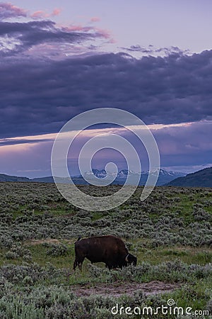 Purple Skies Over Grazing Buffalo Stock Photo