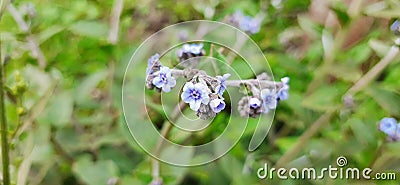 Purple small flower Stock Photo