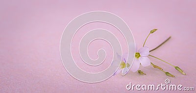 Purple small flowers on the pink background Stock Photo