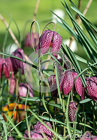 Purple Snake`s Head Fritillary flowers catch the sun. They grow in the grass outside Eastcote House walled garden, London UK Stock Photo