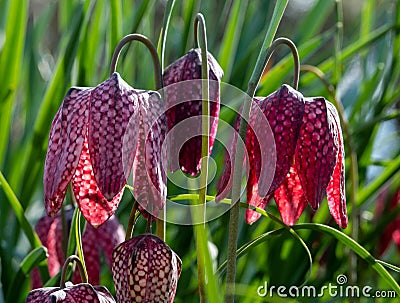 Purple Snake`s Head Fritillary flowers catch the sun. They grow in the grass outside Eastcote House walled garden, London UK Stock Photo