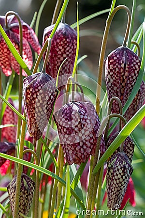 Purple Snake`s Head Fritillary flowers catch the sun. They grow in the grass outside Eastcote House walled garden, London UK Stock Photo