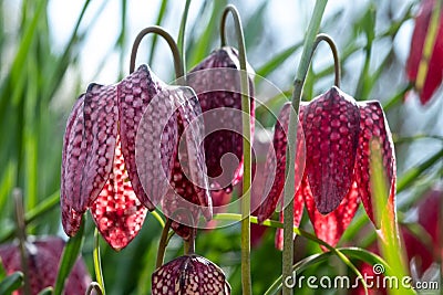 Purple Snake`s Head Fritillary flowers catch the sun. They grow in the grass outside Eastcote House walled garden, London UK Stock Photo