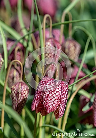 Purple Snake`s Head Fritillary flowers catch the sun. They grow in the grass outside Eastcote House walled garden, London UK Stock Photo