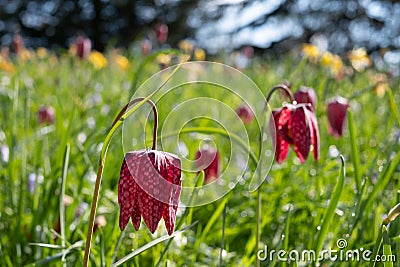 Purple snake`s head fritillary flowers growing wild in Magdalen Meadow which runs along the banks of River Cherwell in Oxford UK Stock Photo