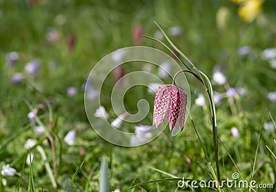 Purple snake`s head fritillary flowers growing wild in Magdalen Meadow which runs along the banks of River Cherwell in Oxford UK Stock Photo