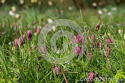 Purple snake`s head fritillary flowers growing wild in Magdalen Meadow which runs along the banks of River Cherwell in Oxford UK Stock Photo