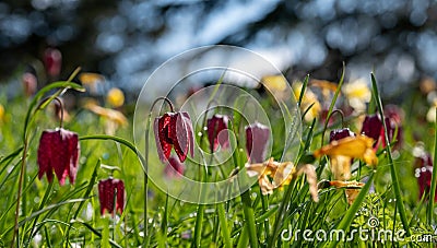 Purple snake`s head fritillary flowers growing wild in Magdalen Meadow which runs along the banks of River Cherwell in Oxford UK Stock Photo