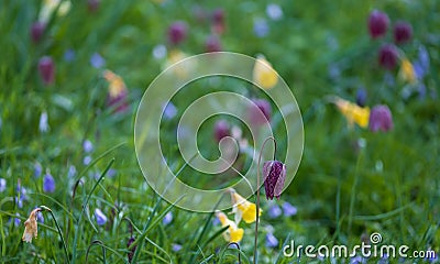 Purple snake`s head fritillary flowers growing wild in Magdalen Meadow which runs along the banks of River Cherwell in Oxford UK Stock Photo