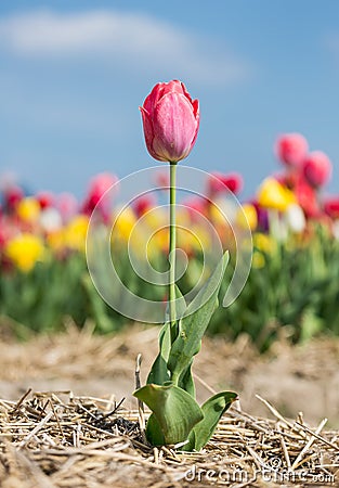 Purple solitude flower in front of a field of tulips Stock Photo