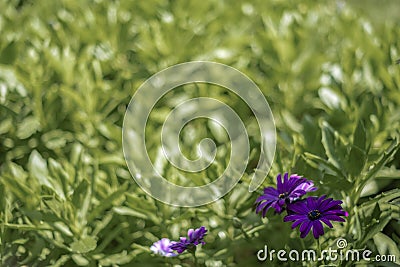 Purple soprano flower, african daisy, in bloom on a green grass flowerbed Stock Photo