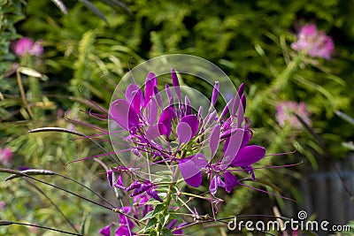 purple spider flower bloom, Cleome spinosa, with cannabis like fragrance appearance Stock Photo