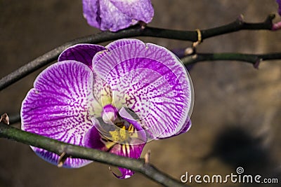 Purple spotted Orchids Macro in Botanical Garden Greenhouse Stock Photo