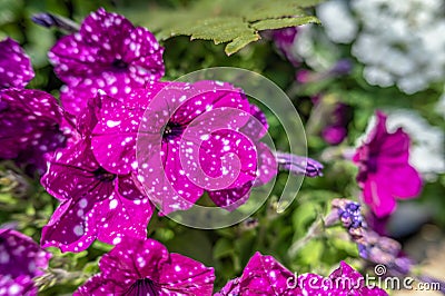 Purple spotted petunia flower Stock Photo