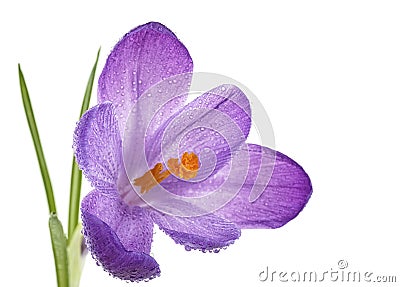 Purple spring crocus flower with water drops on white background. Selective focus. Crocus Iridaceae Stock Photo