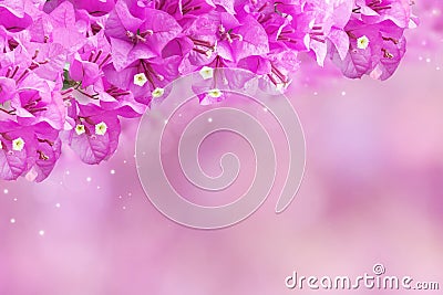 Purple spring flower Bougainvillea on sweet purple background with copy space Stock Photo