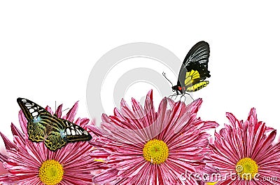 Purple spring flowers with butterflies Stock Photo