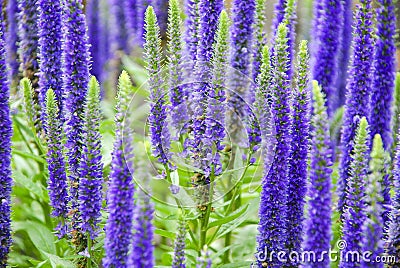 Purple Spring Flowers Stock Photo