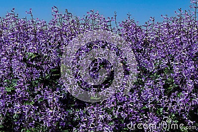 Purple Spurflower. Plectranthus mona lavender violet flowers. Stock Photo