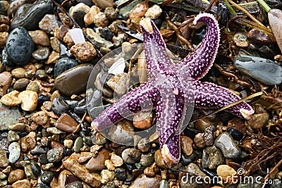 Purple starfish Stock Photo