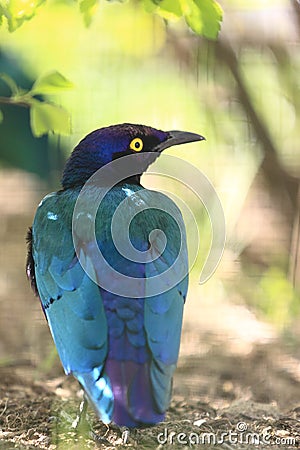 Purple starling Stock Photo