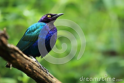 Purple starling Stock Photo