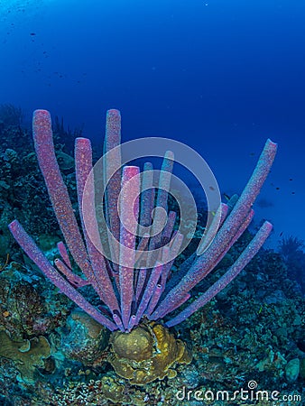 Purple stove-pipe sponge, Aplysina archeri, in Bonaire. Caribbean Diving holiday Stock Photo