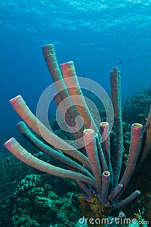 Purple Stove pipe sponges Stock Photo