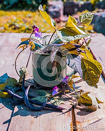 Purple string beans in a mug. Purple bean pods in a green mug on a wooden table Stock Photo