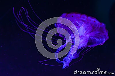 The purple-striped jellyfish Chrysaora colorata a species of jellyfish, sea nettle, medusa Medusozoa, marine animals Stock Photo