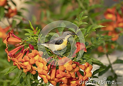 Purple Sunbird Nectarinia asiatica Stock Photo