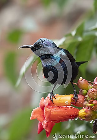 Purple Sunbird Nectarinia asiatica Stock Photo